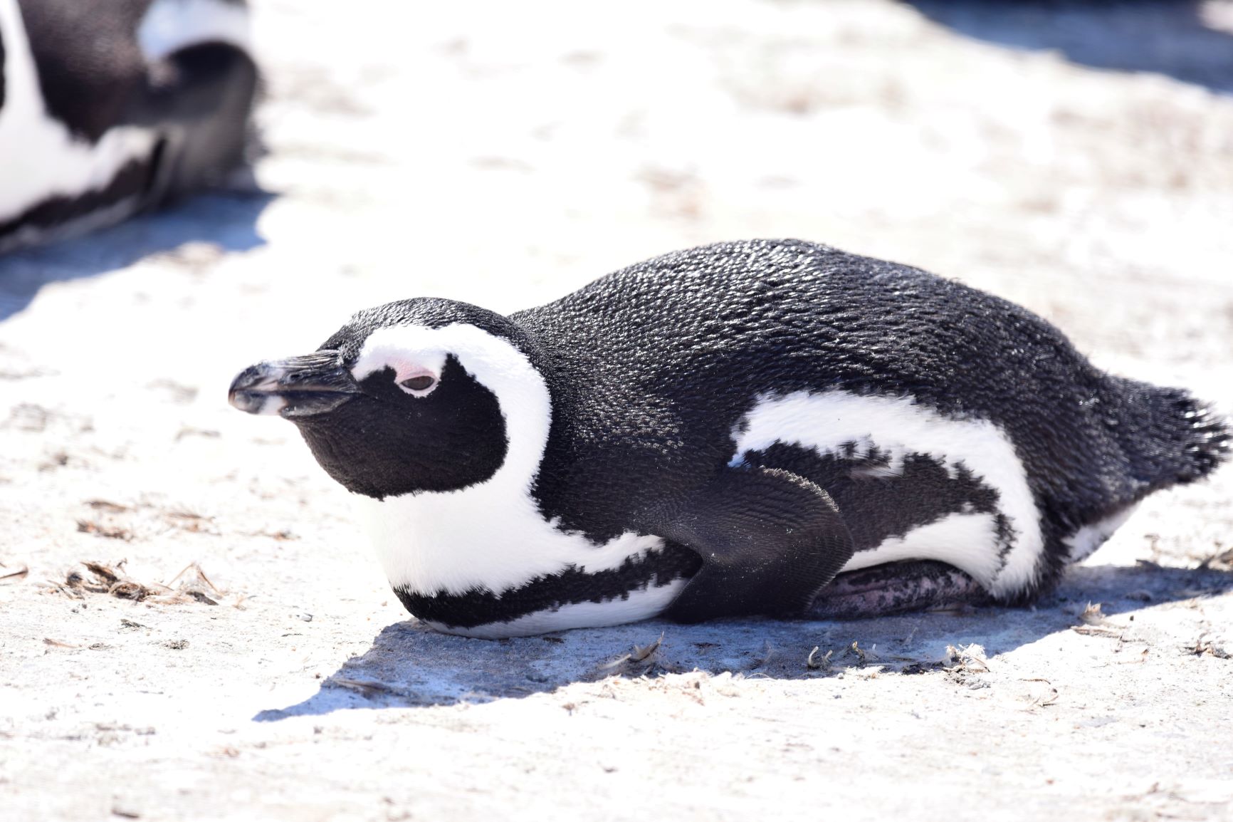 Die Pinguine von Bettys Bay