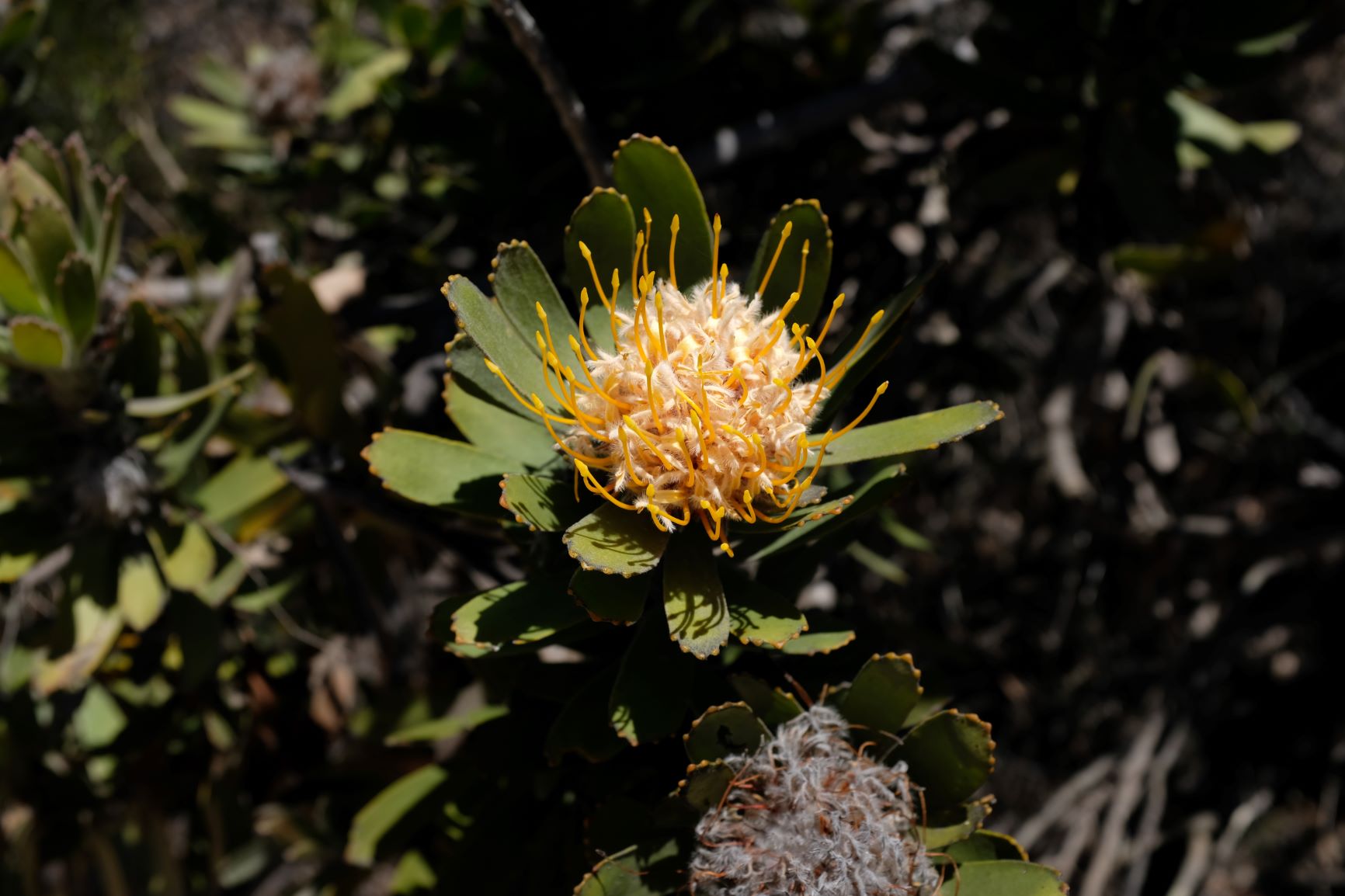 wilde Protea
