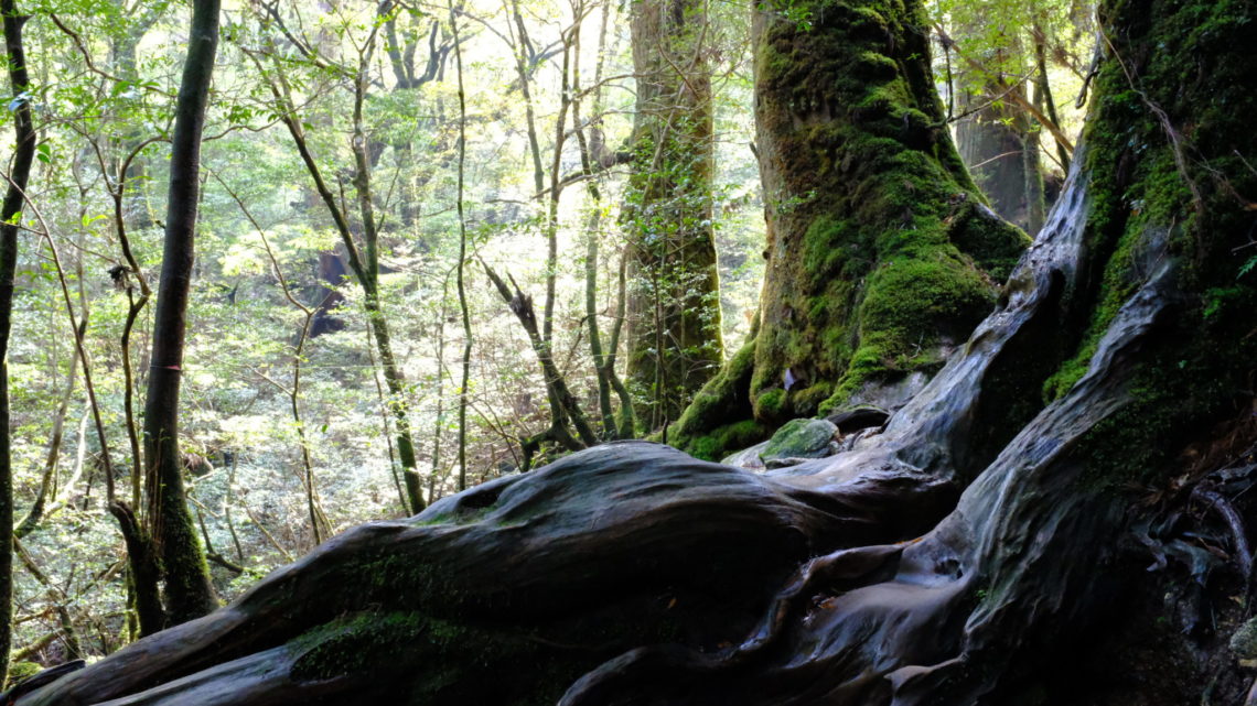 Yakushima