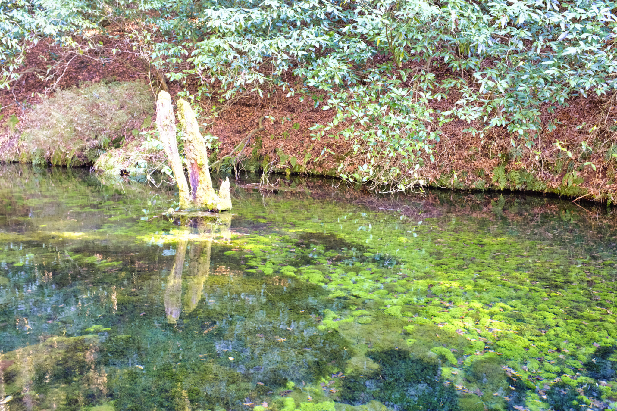 Ikeyama Quelle