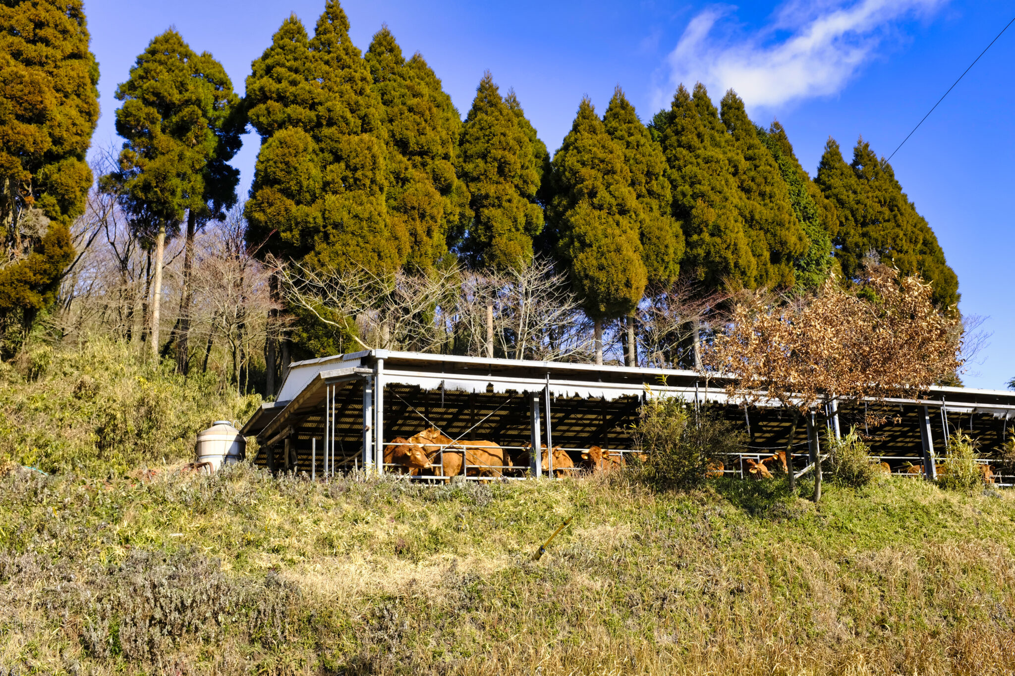 Ikeyama Quelle