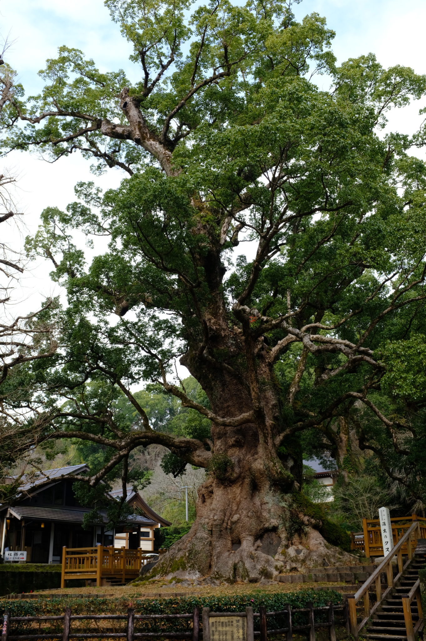 Dickster Baum Japans